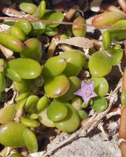 Fotografia da espécie Sesuvium portulacastrum