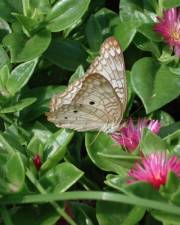 Fotografia da espécie Mesembryanthemum cordifolium