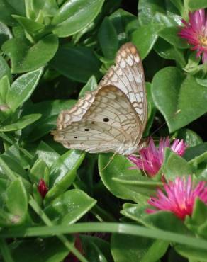 Fotografia 1 da espécie Mesembryanthemum cordifolium no Jardim Botânico UTAD