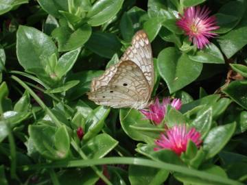 Fotografia da espécie Mesembryanthemum cordifolium