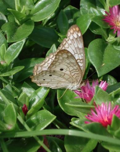 Fotografia de capa Mesembryanthemum cordifolium - do Jardim Botânico