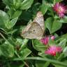 Fotografia 1 da espécie Mesembryanthemum cordifolium do Jardim Botânico UTAD