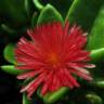 Fotografia 2 da espécie Mesembryanthemum cordifolium do Jardim Botânico UTAD