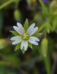 Cerastium brachypetalum subesp. brachypetalum var. brachypetalum