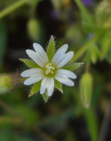 Fotografia de capa Cerastium brachypetalum subesp. brachypetalum var. brachypetalum - do Jardim Botânico