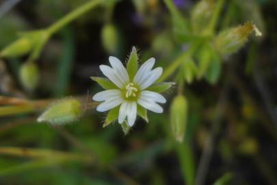 Fotografia da espécie Cerastium brachypetalum subesp. brachypetalum var. brachypetalum