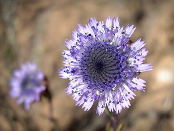 Fotografia da espécie Globularia alypum