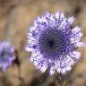 Fotografia 1 da espécie Globularia alypum do Jardim Botânico UTAD