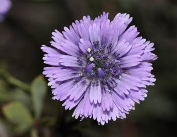 Fotografia da espécie Globularia alypum