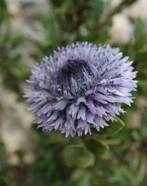 Fotografia 3 da espécie Globularia alypum no Jardim Botânico UTAD