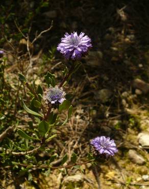 Fotografia 4 da espécie Globularia alypum no Jardim Botânico UTAD