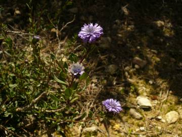 Fotografia da espécie Globularia alypum