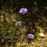 Fotografia 4 da espécie Globularia alypum do Jardim Botânico UTAD