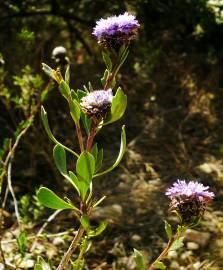 Fotografia da espécie Globularia alypum