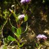 Fotografia 5 da espécie Globularia alypum do Jardim Botânico UTAD