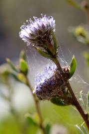 Fotografia da espécie Globularia alypum