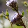 Fotografia 6 da espécie Globularia alypum do Jardim Botânico UTAD