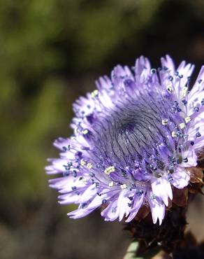 Fotografia 7 da espécie Globularia alypum no Jardim Botânico UTAD