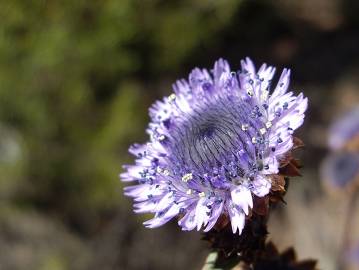 Fotografia da espécie Globularia alypum