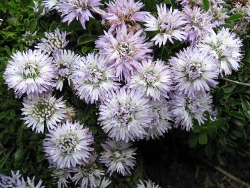 Fotografia da espécie Globularia repens