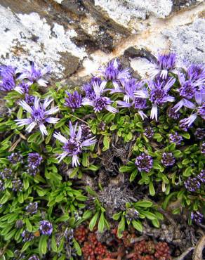 Fotografia 3 da espécie Globularia repens no Jardim Botânico UTAD