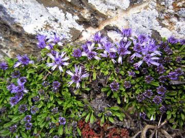 Fotografia da espécie Globularia repens