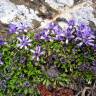 Fotografia 3 da espécie Globularia repens do Jardim Botânico UTAD