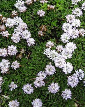 Fotografia 4 da espécie Globularia repens no Jardim Botânico UTAD