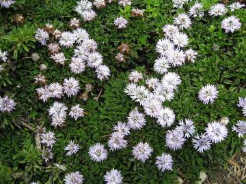 Fotografia da espécie Globularia repens