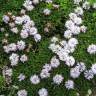 Fotografia 4 da espécie Globularia repens do Jardim Botânico UTAD