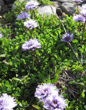 Fotografia 5 da espécie Globularia repens no Jardim Botânico UTAD