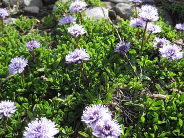 Fotografia da espécie Globularia repens