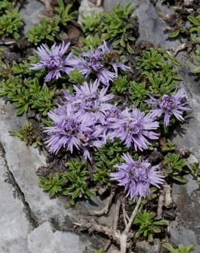 Fotografia 6 da espécie Globularia repens no Jardim Botânico UTAD