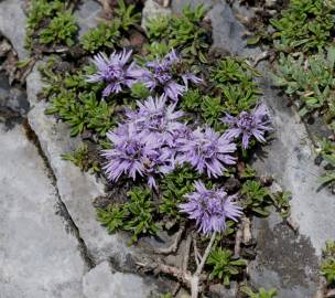 Fotografia da espécie Globularia repens