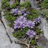 Fotografia 6 da espécie Globularia repens do Jardim Botânico UTAD