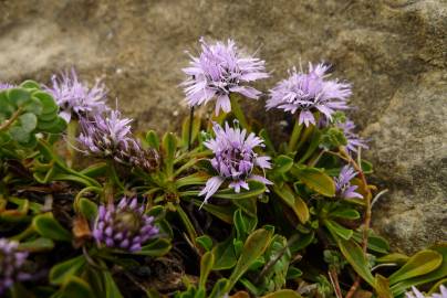 Fotografia da espécie Globularia repens