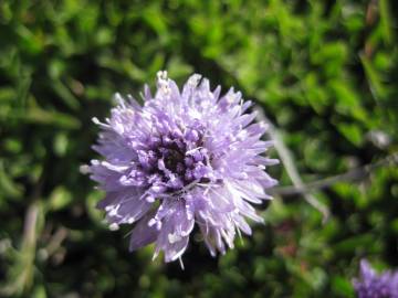 Fotografia da espécie Globularia repens