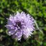 Fotografia 8 da espécie Globularia repens do Jardim Botânico UTAD