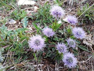 Fotografia da espécie Globularia repens