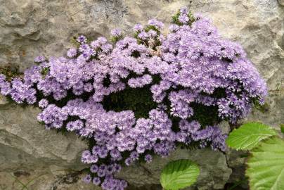 Fotografia da espécie Globularia repens