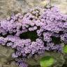 Fotografia 10 da espécie Globularia repens do Jardim Botânico UTAD