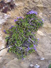 Fotografia da espécie Globularia repens