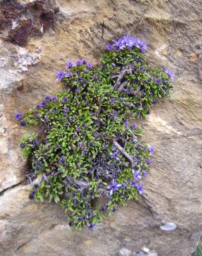 Fotografia 11 da espécie Globularia repens no Jardim Botânico UTAD