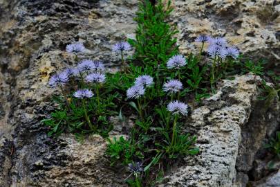 Fotografia da espécie Globularia repens