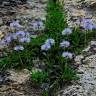 Fotografia 12 da espécie Globularia repens do Jardim Botânico UTAD