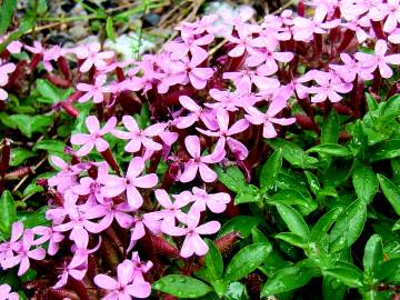 Fotografia da espécie Saponaria ocymoides