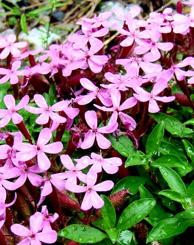 Fotografia de capa Saponaria ocymoides - do Jardim Botânico