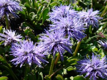 Fotografia da espécie Globularia repens