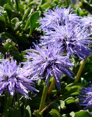 Fotografia de capa Globularia repens - do Jardim Botânico