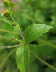 Galinsoga ciliata